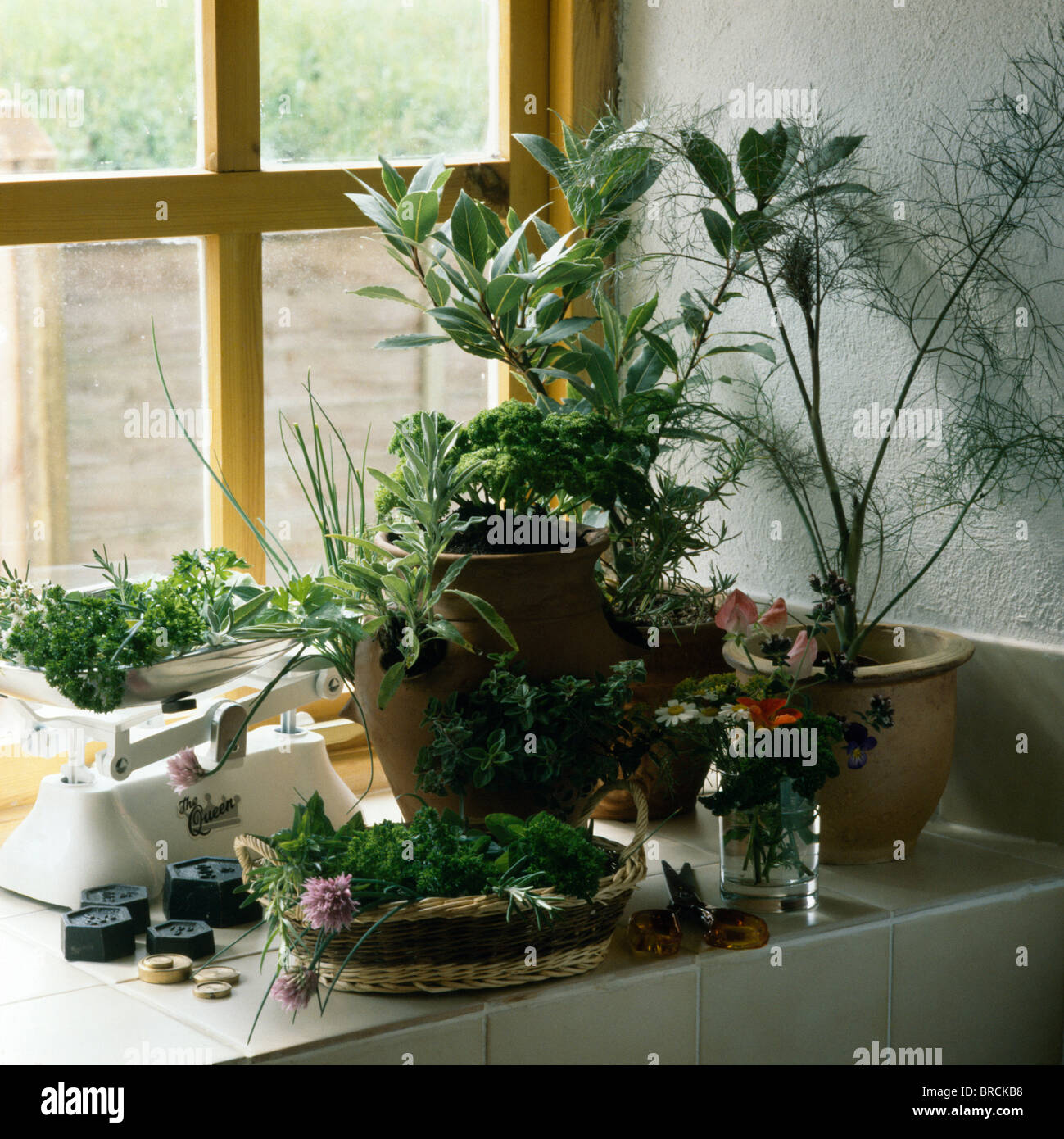 Close Up Of Herbs In Pots Beside Old Scales On Kitchen Window Sill
