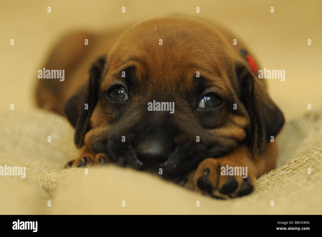 Rhodesian Ridgeback (Canis lupus familiaris). Puppy with eyes just opened lying on a coarse cloth looking into the camera. Stock Photo