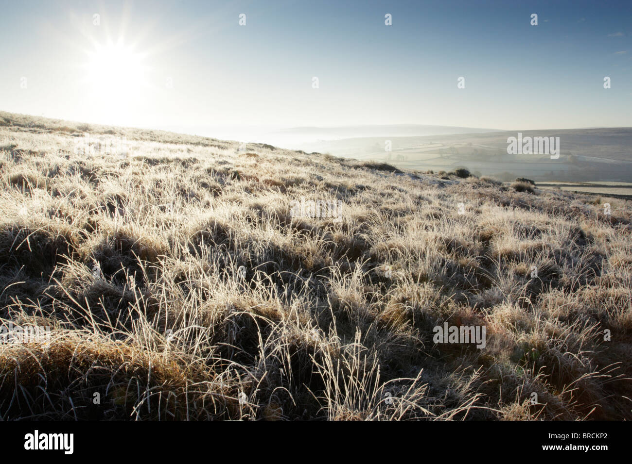 Backlit frost covered rough grasses on open moorland in North York Moors national park Stock Photo