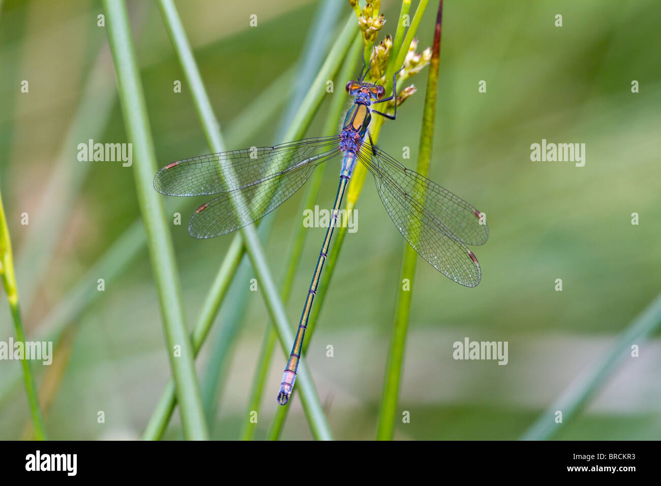Emerald Damselfly, Lestes sponsa Stock Photo - Alamy