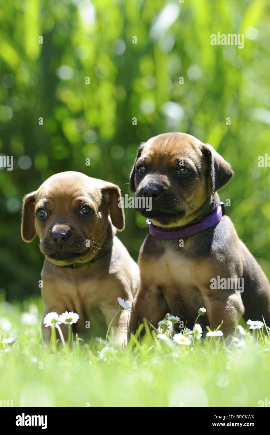 Rhodesian Ridgeback (Canis lupus familiaris). Two puppies sitting in grass. Stock Photo