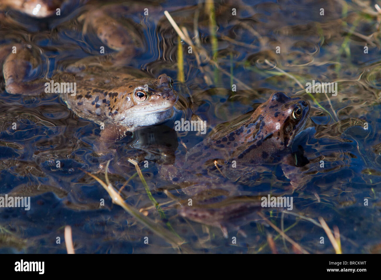 Common Frog,  Rana temporaria, spawning Stock Photo