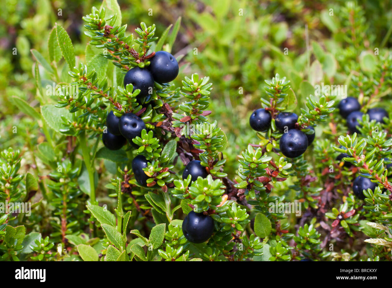 Crowberry, Empetrum nigrum berries Stock Photo