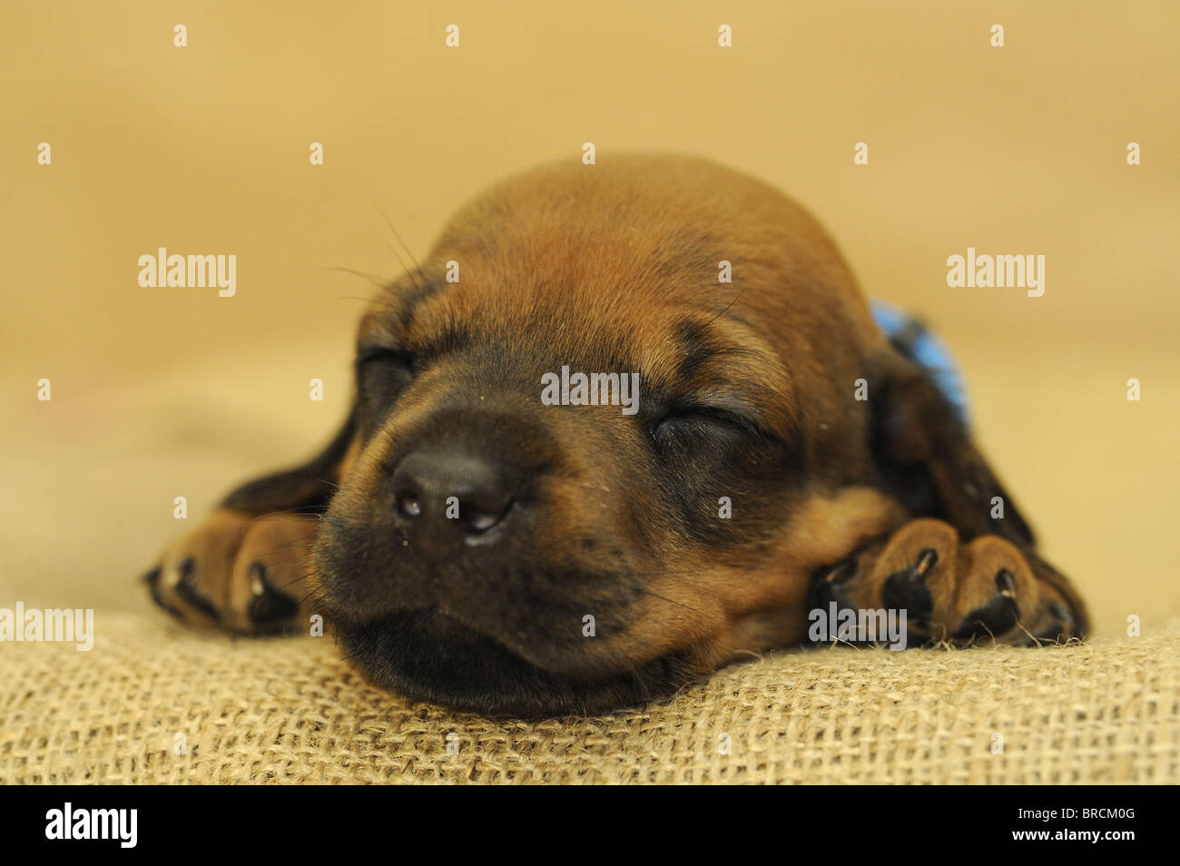 Rhodesian Ridgeback (Canis lupus familiaris). Very young puppy with eyes still closed sleeping on a coarse cloth. Stock Photo