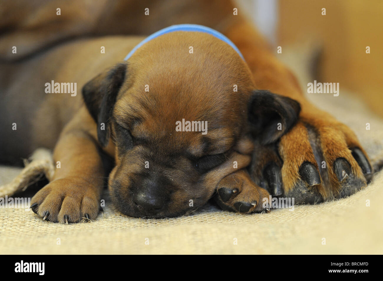Rhodesian Ridgeback (Canis lupus familiaris). Puppy sleeping between the paws of its mother. Stock Photo