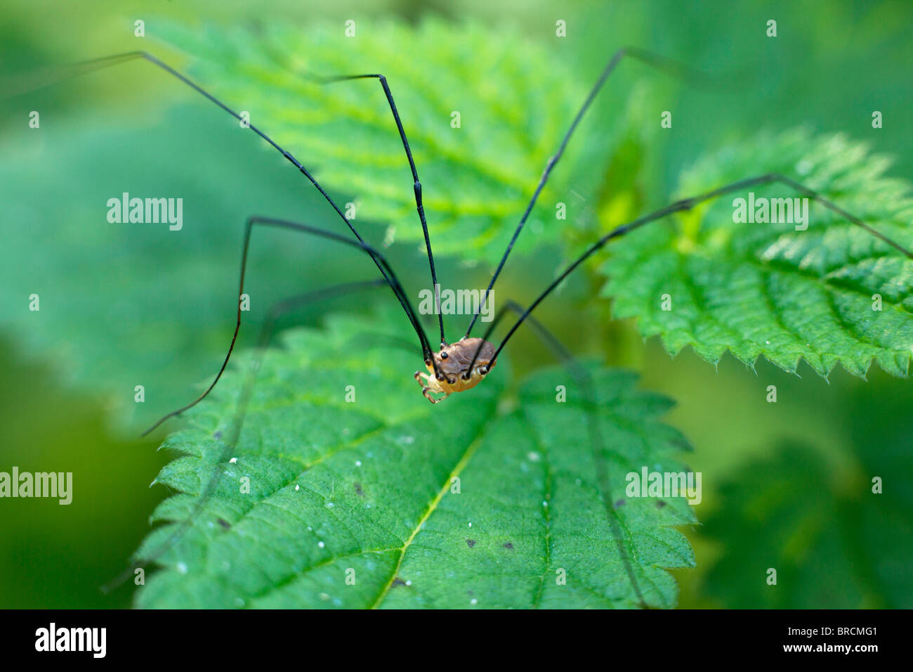 Daddy long legs Spider (Pholcus phalangioides) sitting on a stinging nettle Stock Photo