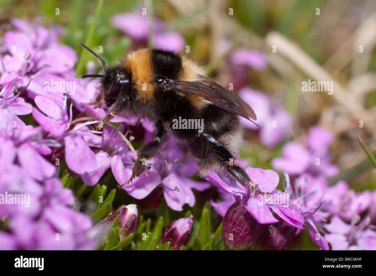 Heath Bumblebee, Bombus jonellus, on Moss Campion, Silene acaulis Stock Photo