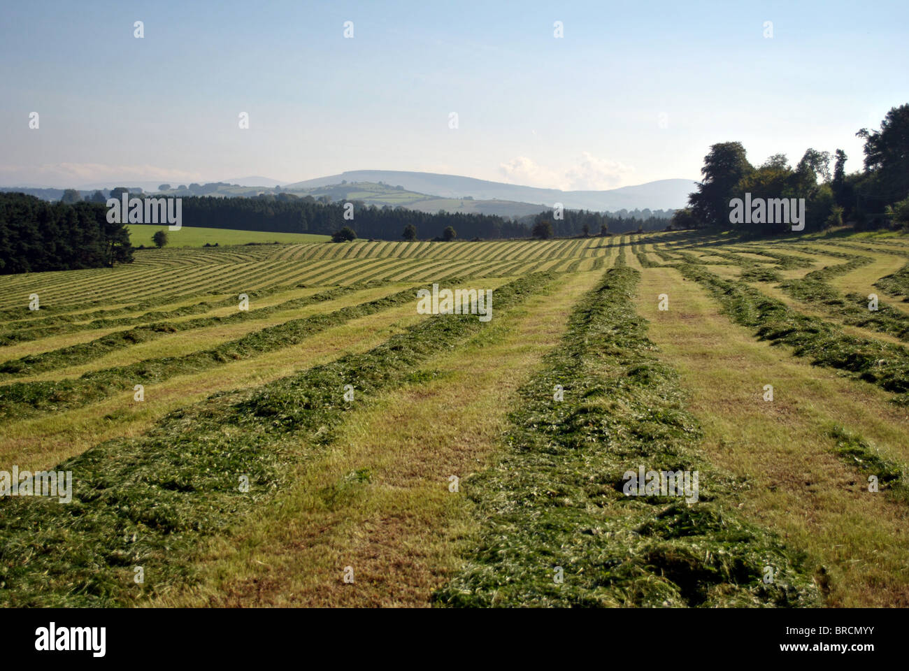 cut grass ready to be baled into hay stacks Stock Photo