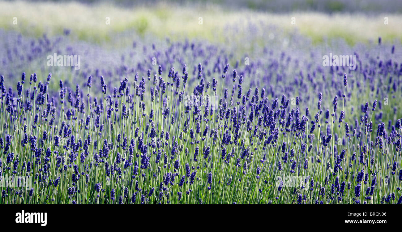 Lavender fields in flower, Cotswolds, England Stock Photo