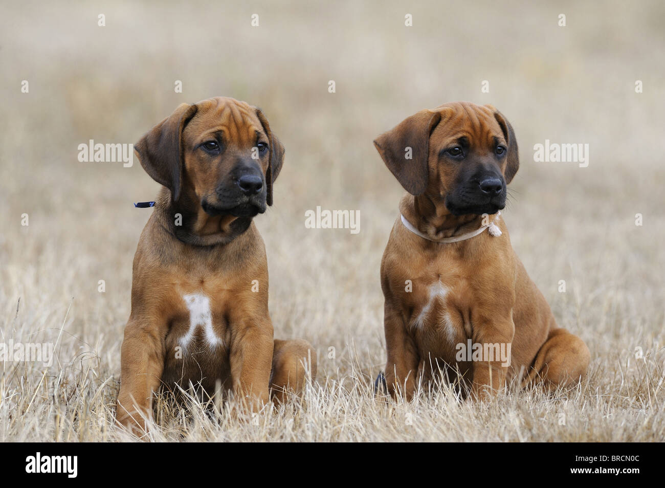 Rhodesian Ridgeback (Canis lupus familiaris). Two puppies sitting in dry grass. Stock Photo