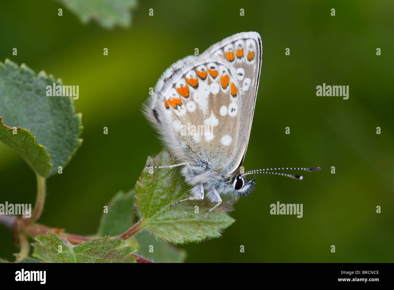 Northern Brown Argus Butterfly, Aricia artaxerxes Stock Photo