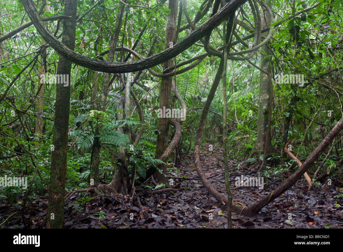 Chalalan Rainforest: Tropical Rainforest Stock Photo