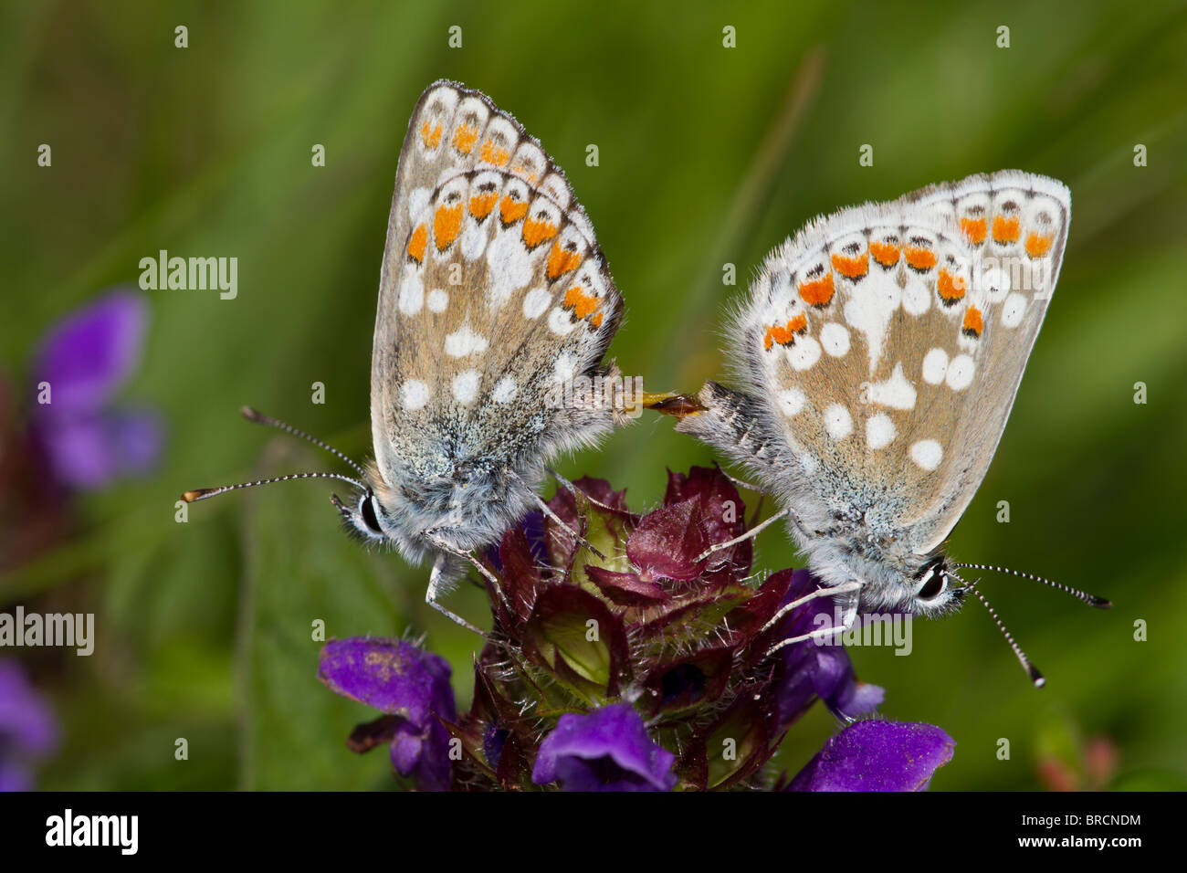 Northern Brown Argus Butterfly, Aricia artaxerxes, paired Stock Photo