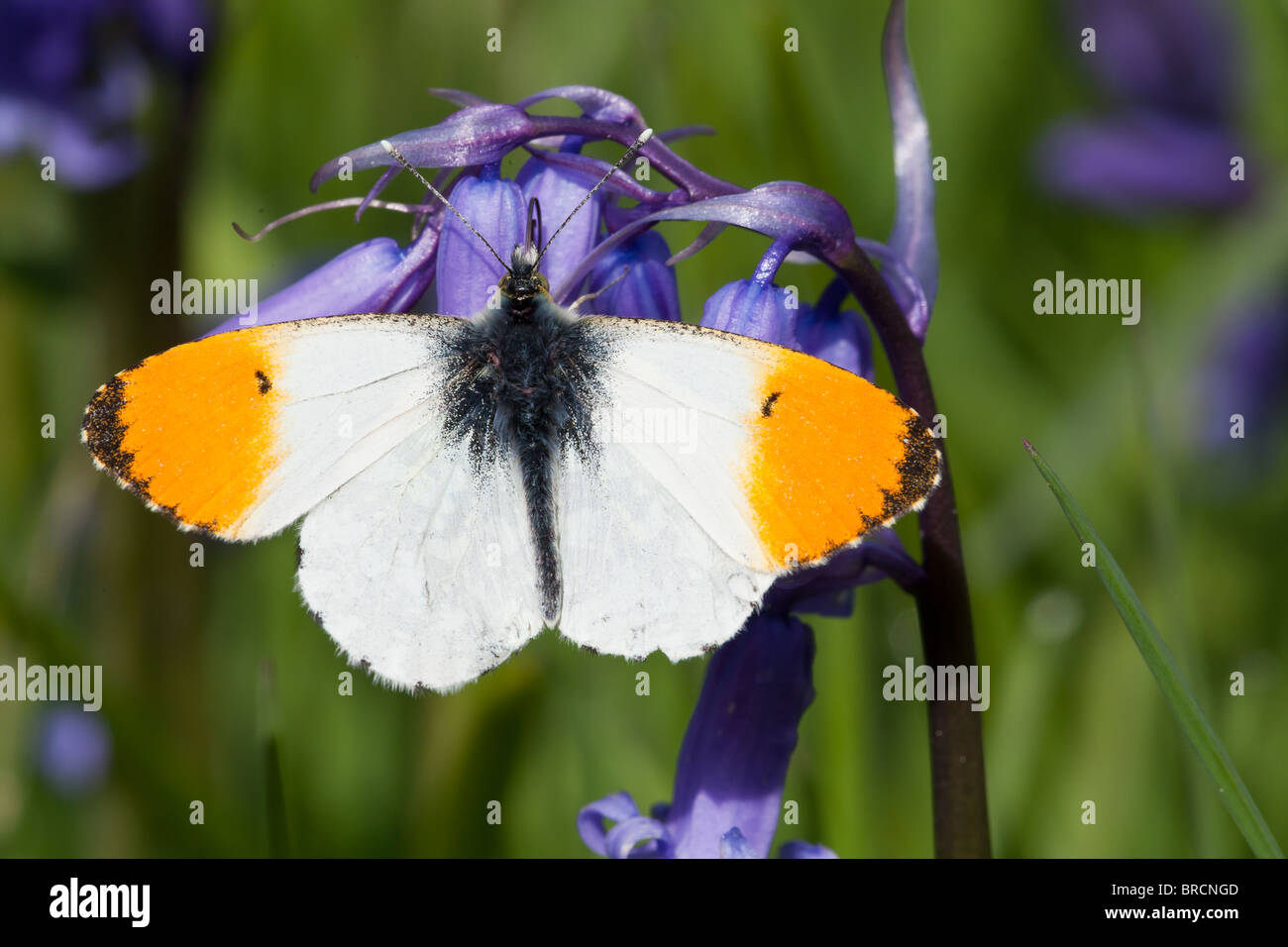 Male Orange-tip butterfly, Anthocharis cardamines, resting on Bluebell, Hyacinthoides  non-scripta Stock Photo