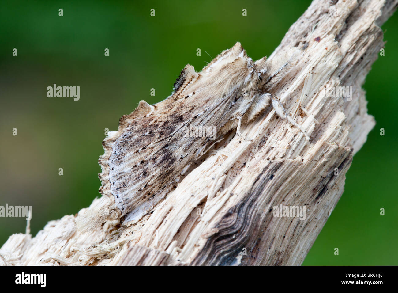 Pale Prominent, Pterostoma palpina, resting rotten wood. Stock Photo