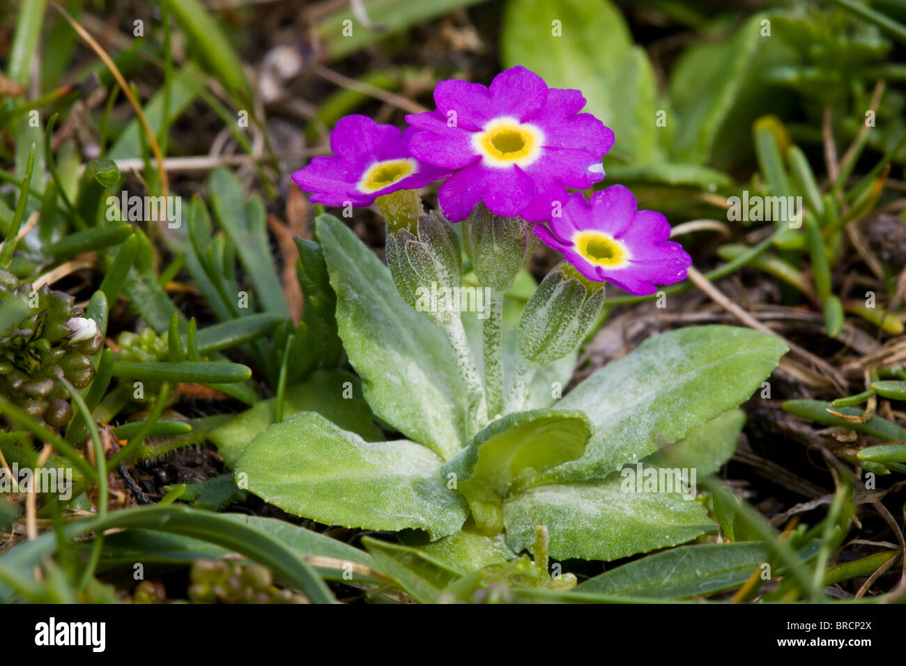 Scottish primrose, Primula scotica Stock Photo
