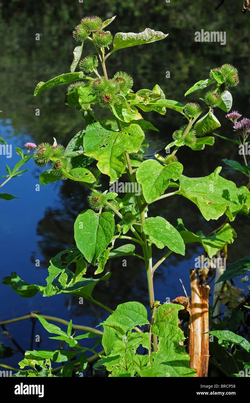 Lesser Burdock (Arctium minus) growing by the towpath of Chichester Canal. Stock Photo