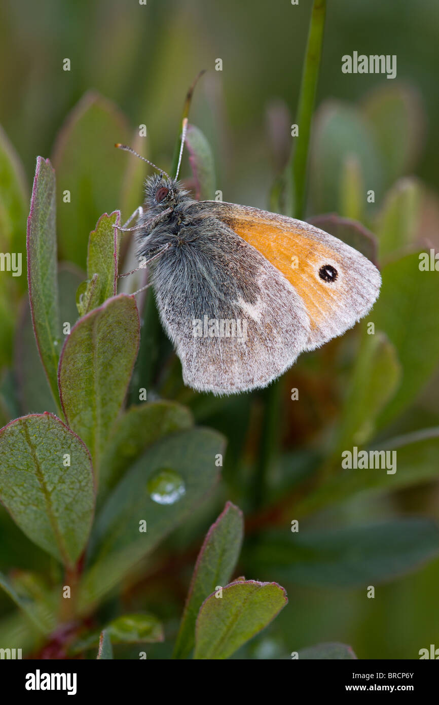 Small Heath butterfly, Coenonympha pamphilus, on Bog Myrtle, Myrica gale Stock Photo