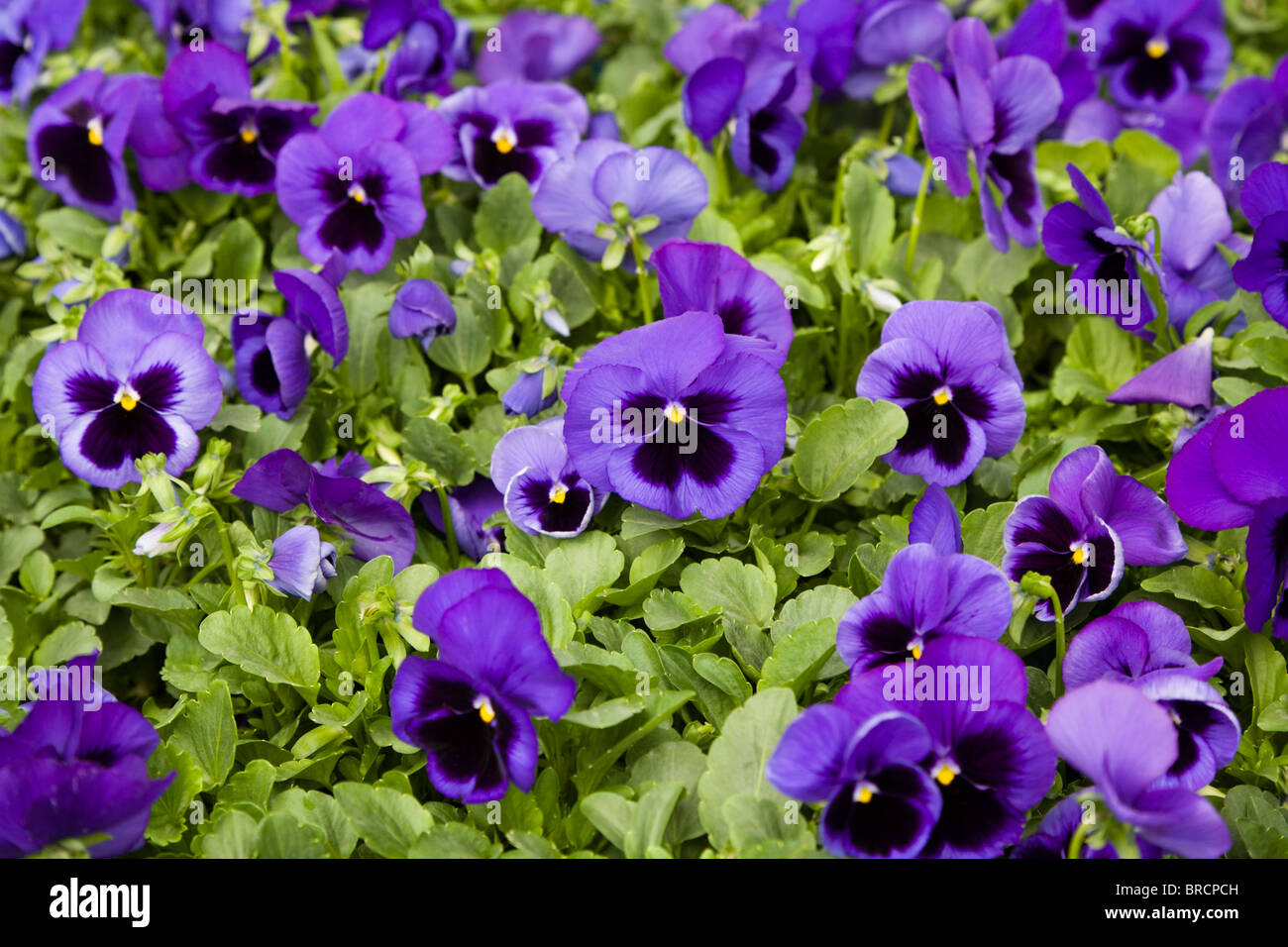 Garden Pansy (Viola × wittrockiana), grown indoors in geothermally heated greenhouses, Hveragerdi, South Iceland. Stock Photo