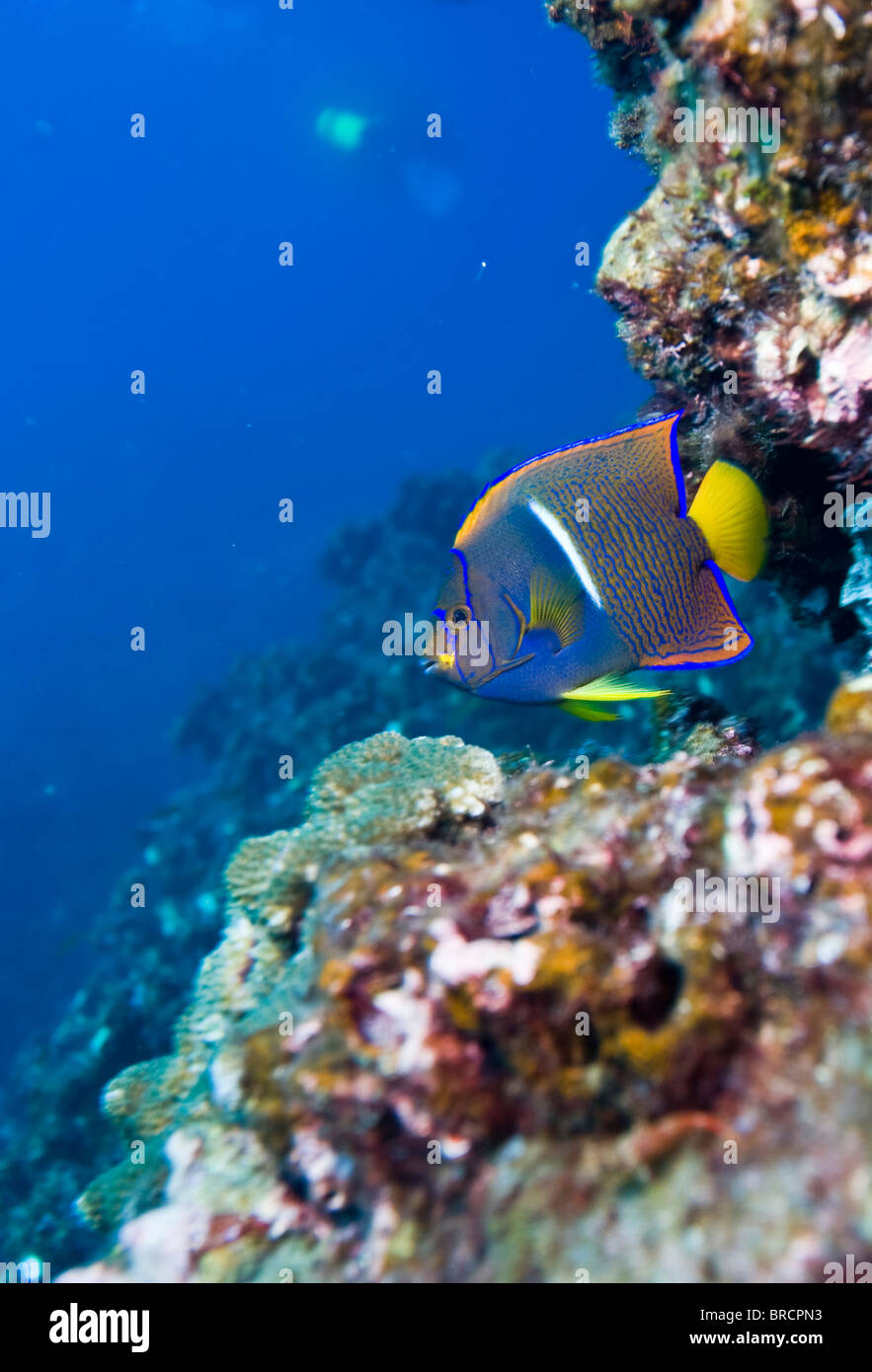 king angelfish, Holacanthus passer, Cocos Island, Costa Rica, East Pacific Ocean Stock Photo
