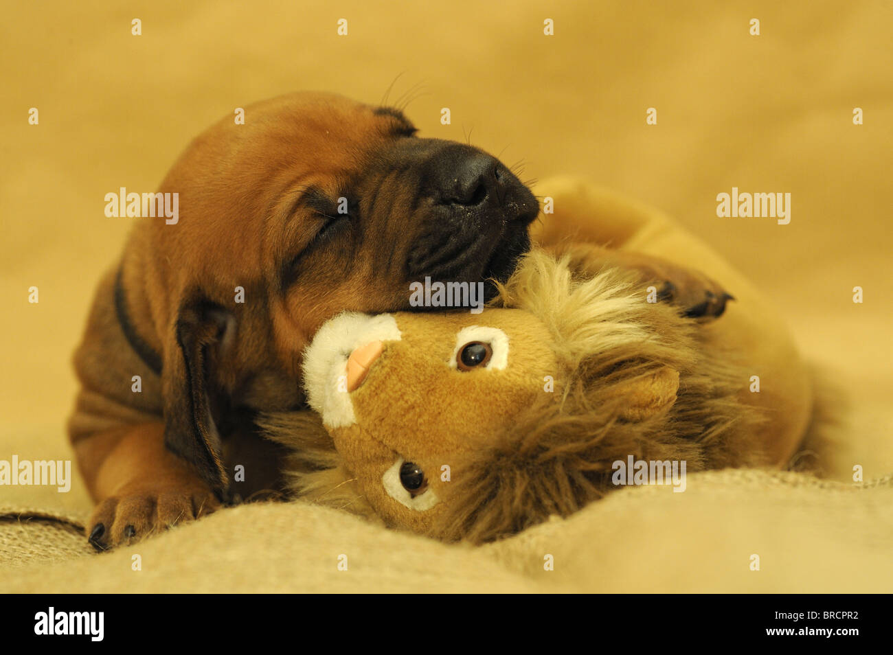 Rhodesian Ridgeback (Canis lupus familiaris). Puppy sleeping while hugging a toy lion. Stock Photo