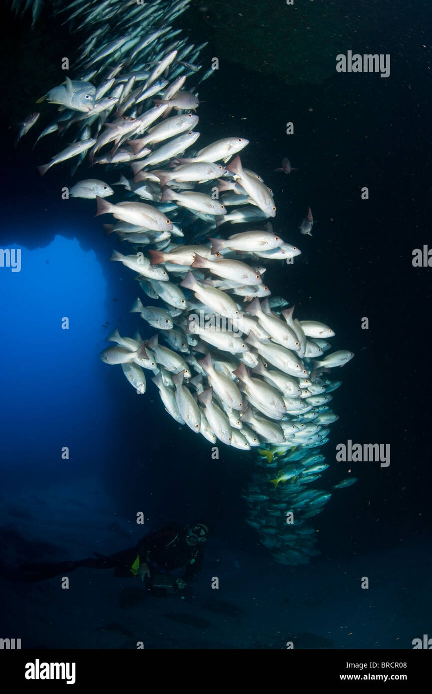 Snapper Fish School School underwater fish hi-res stock photography and images - Alamy