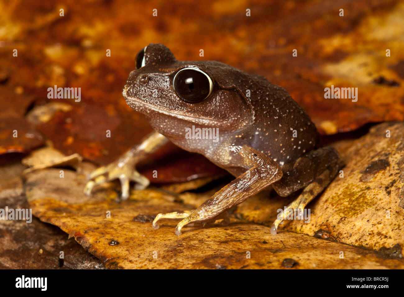Montane Litter Frog, Leptobrachium montanum, Kinabalu National Park, Sabah, Borneo Stock Photo