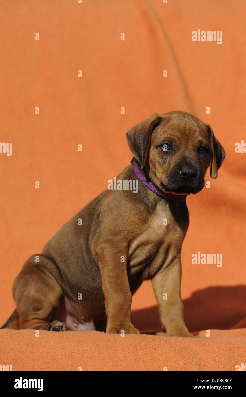 Rhodesian Ridgeback (Canis lupus familiaris). Puppy sitting on a cloth while looking into the camera. Stock Photo