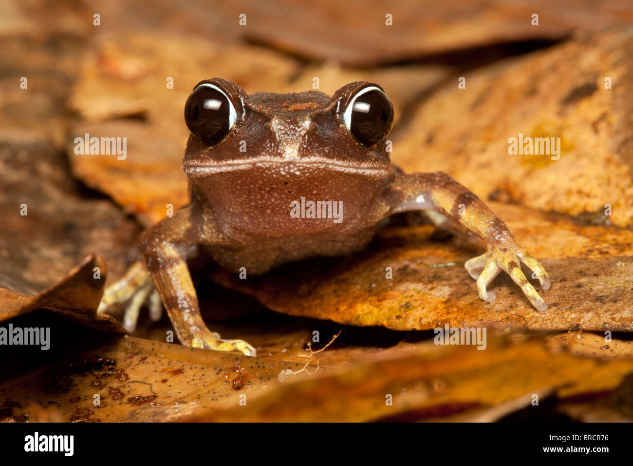 Montane Litter Frog, Leptobrachium montanum, Kinabalu National Park, Sabah, Borneo Stock Photo