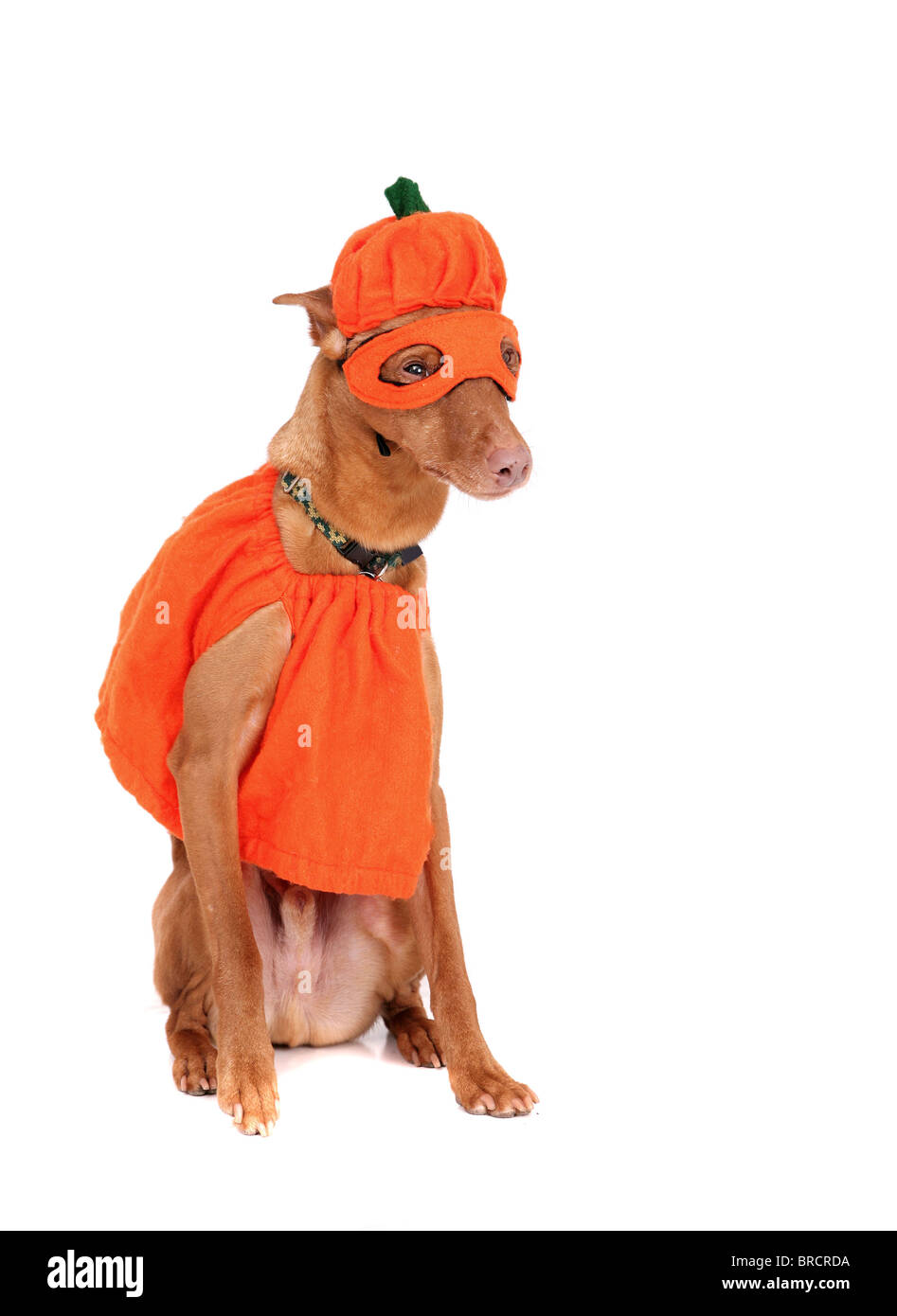 doberman costume