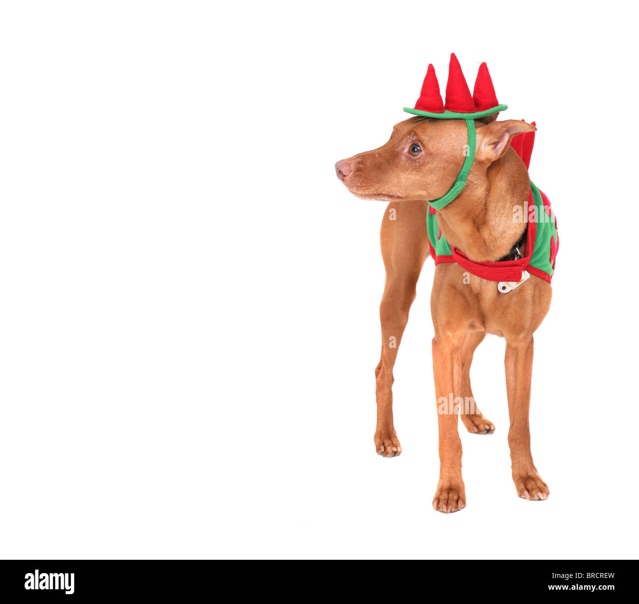 doberman costumes