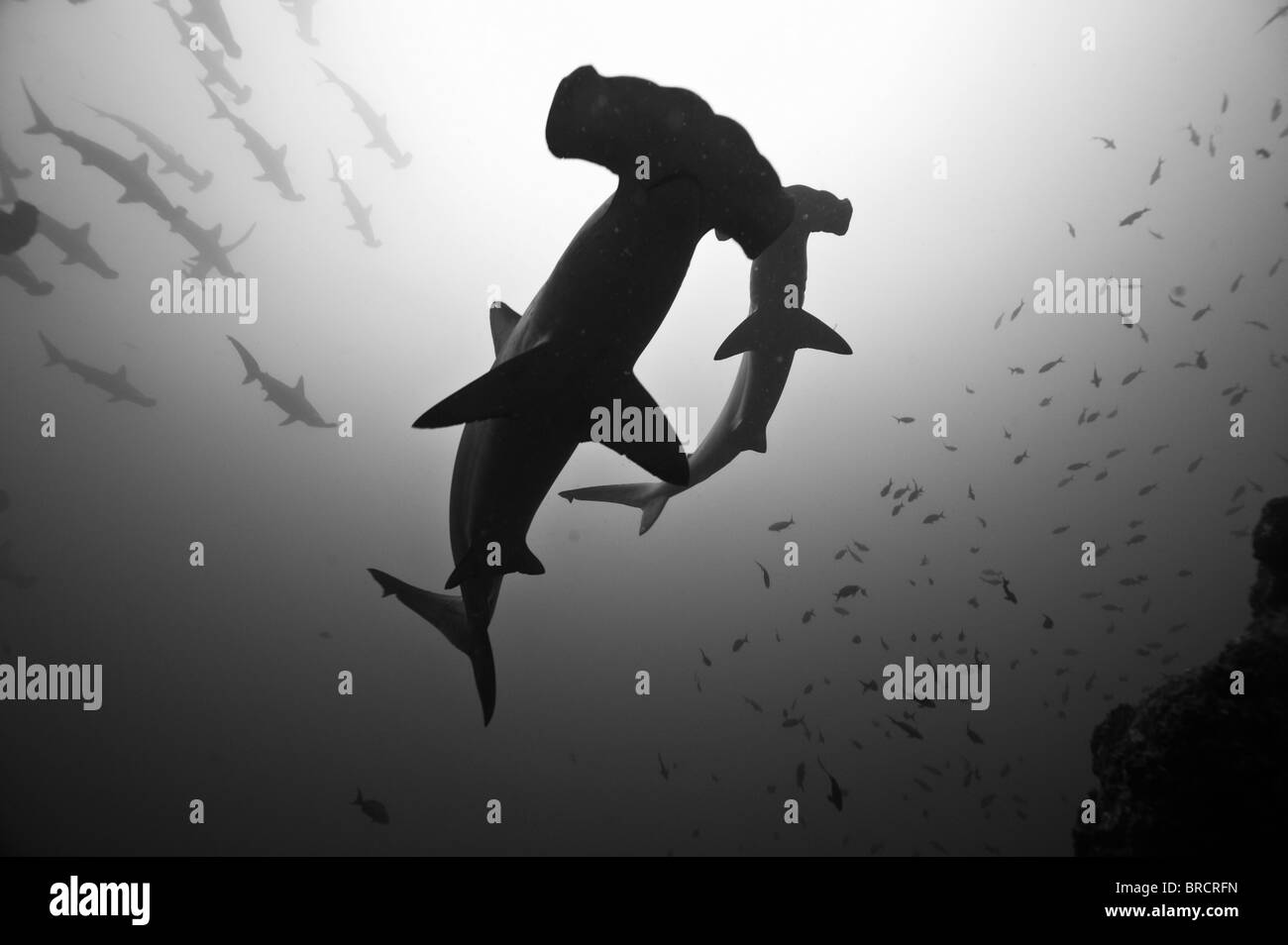 scalloped hammerhead sharks, Sphyrna lewini, Cocos Island, Costa Rica, East Pacific Ocean Stock Photo