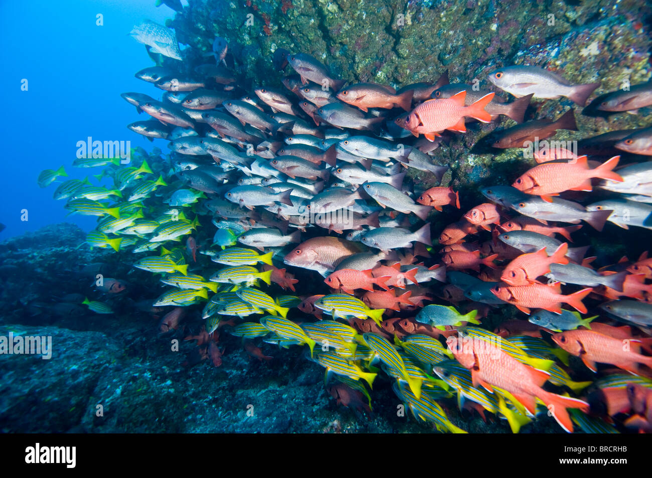 school of snappers , Cocos Island, East Pacific Ocean Stock Photo