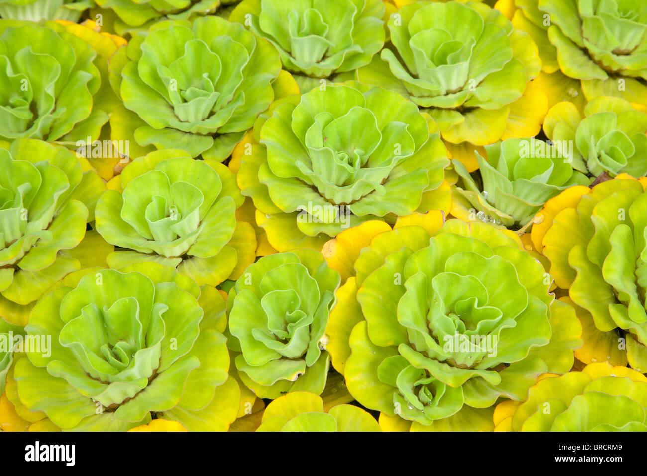 Water lettuce, Pistia stratiotes, Sabah, Borneo Stock Photo