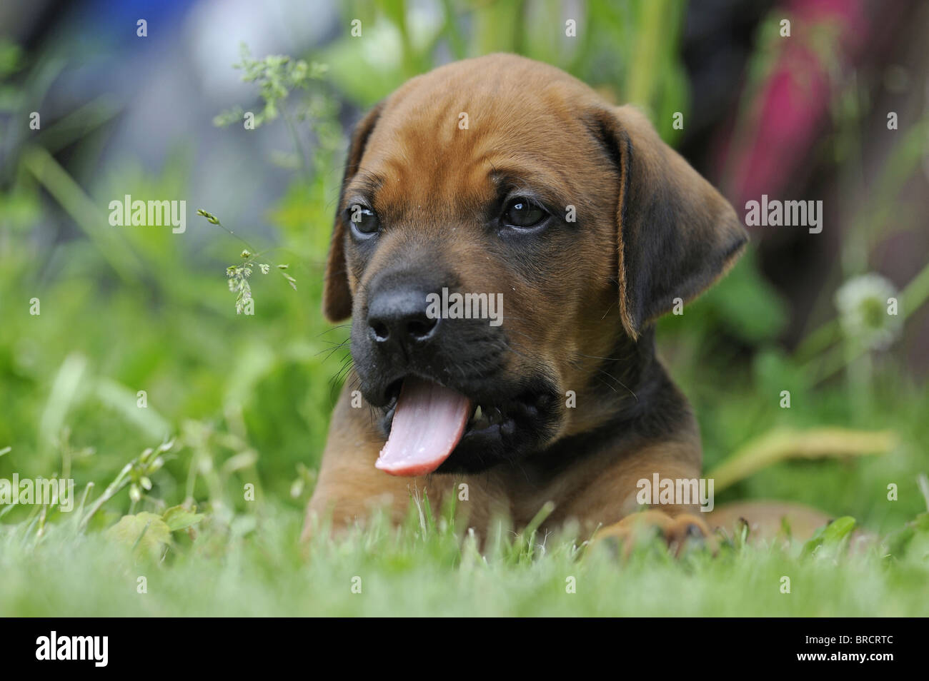 Rhodesian Ridgeback (Canis lupus familiaris). Puppy lying in grass while sticking out its tongue. Stock Photo