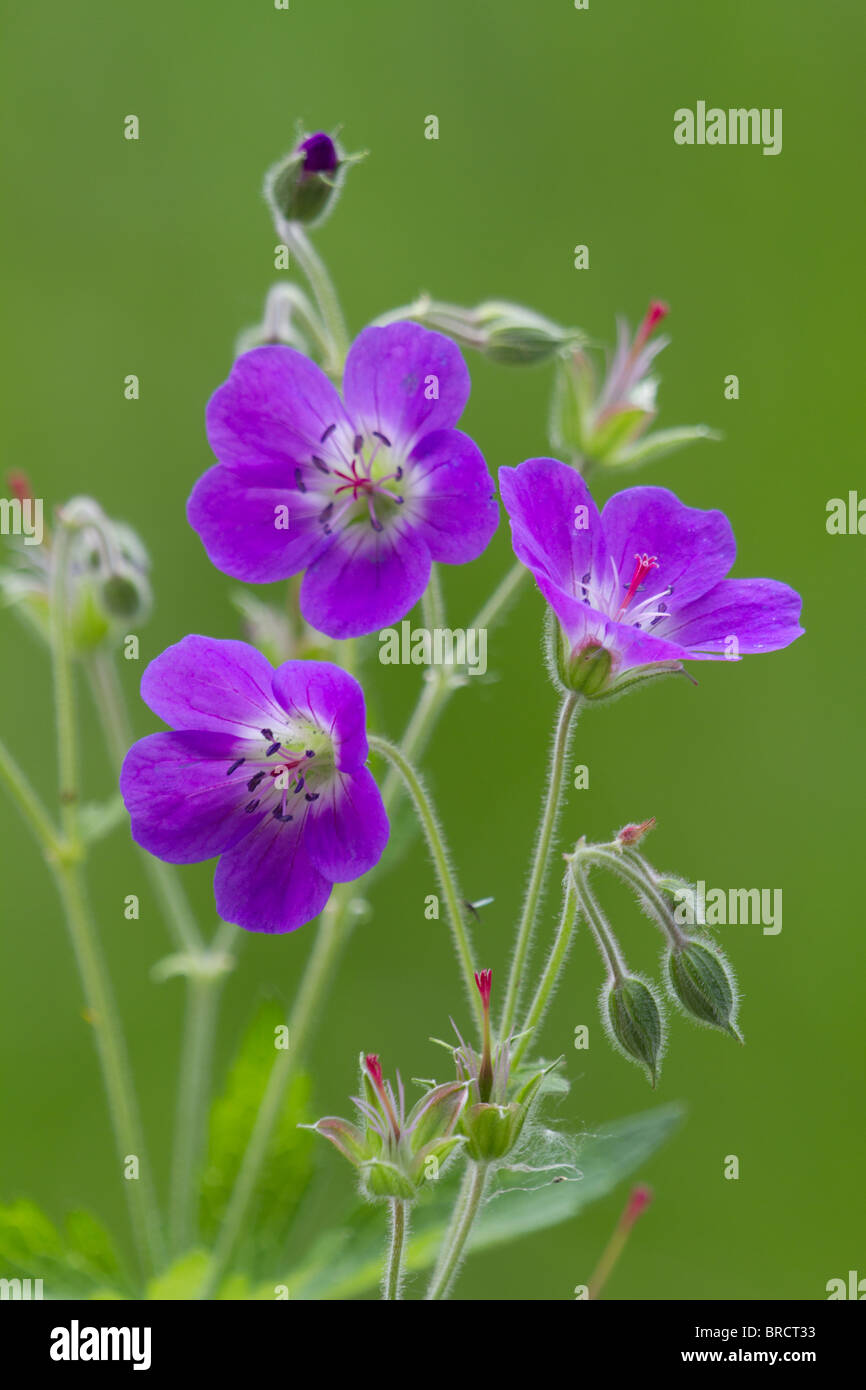 Wood Crane's-bill, Geranium sylvaticum Stock Photo