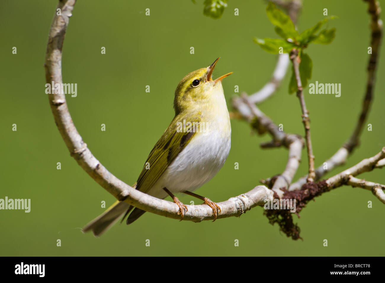 Wood Warbler, Phylloscopus sibilatrix  in song Stock Photo
