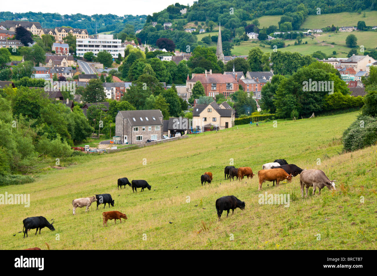 Cows grazing in a field, Stroud, Gloucestershire, Cotswolds, UK Stock Photo