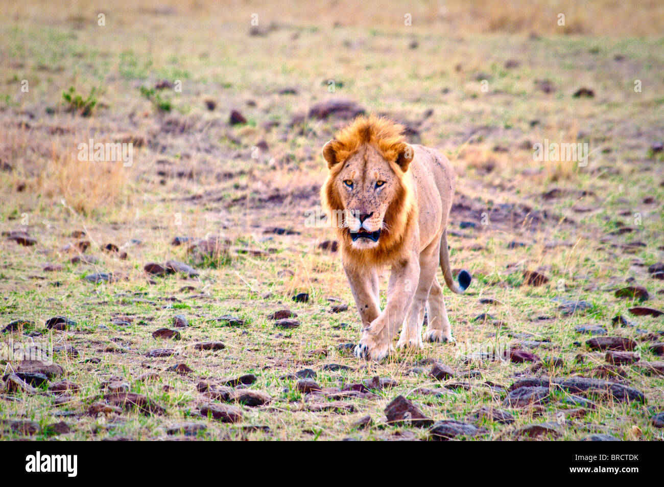 Male Lion, Panthera leo, Masai Mara National Reserve, Kenya, Africa Stock Photo
