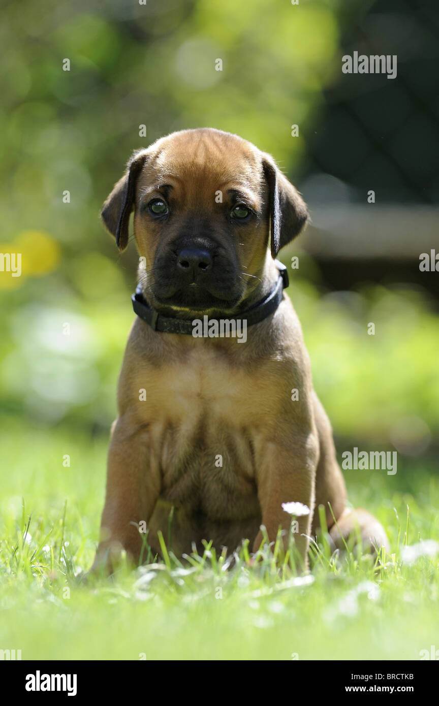 Rhodesian Ridgeback (Canis lupus familiaris). Puppy sitting in grass. Stock Photo