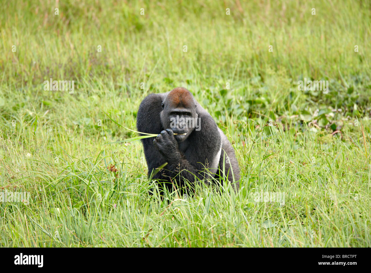 Western Lowland Gorilla, Mbeli Bai, Nouabale Ndoki National Park, Republic of Congo, Africa Stock Photo