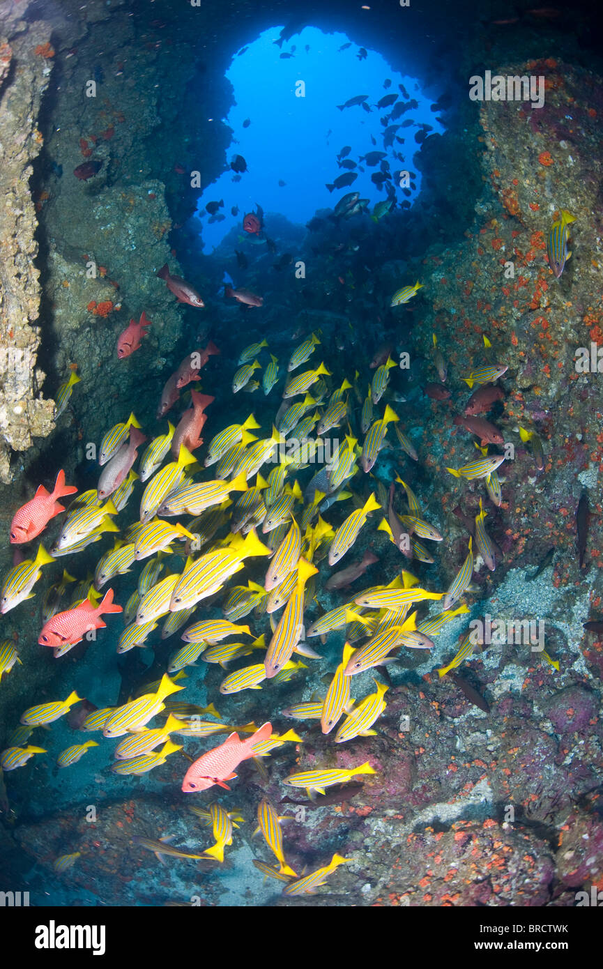 school of snappers , Cocos Island, East Pacific Ocean Stock Photo Alamy