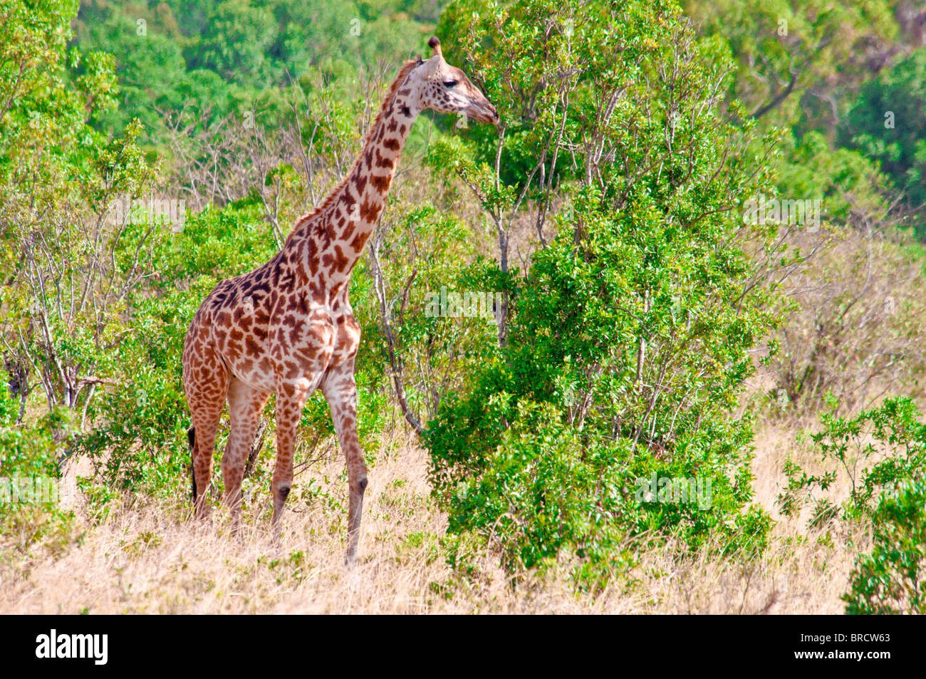 Masai Giraffe, Giraffa camelopardalis, Masai Mara National Reserve, Kenya, Africa Stock Photo