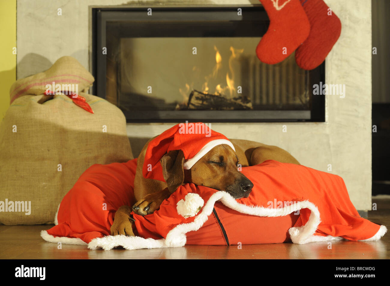 Rhodesian Ridgeback (Canis lupus familiaris), dressed-up as Santa Claus sleeping in front of a fireplace. Stock Photo