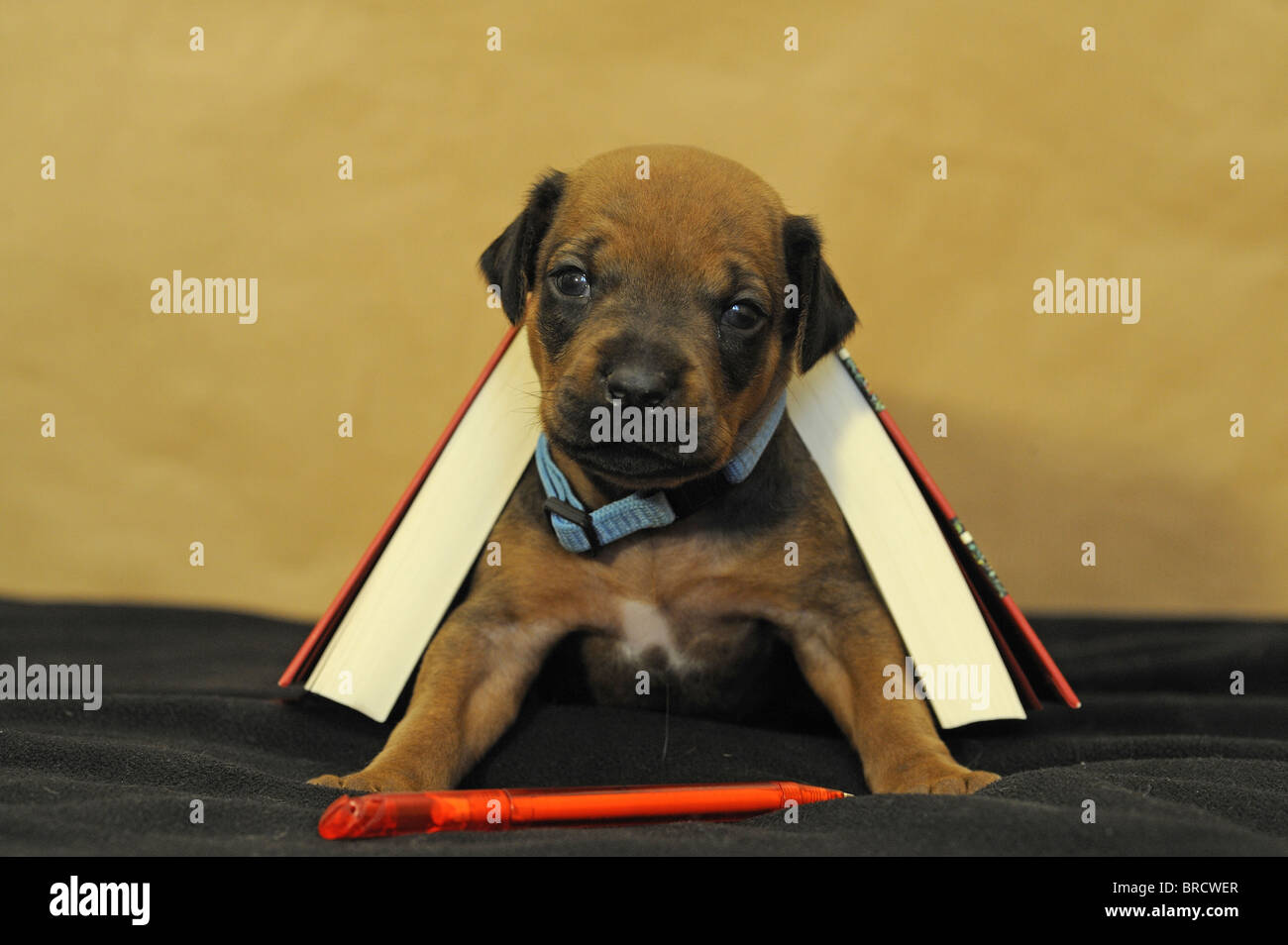 Rhodesian Ridgeback (Canis lupus familiaris). Puppy looking out from an opened book. Stock Photo