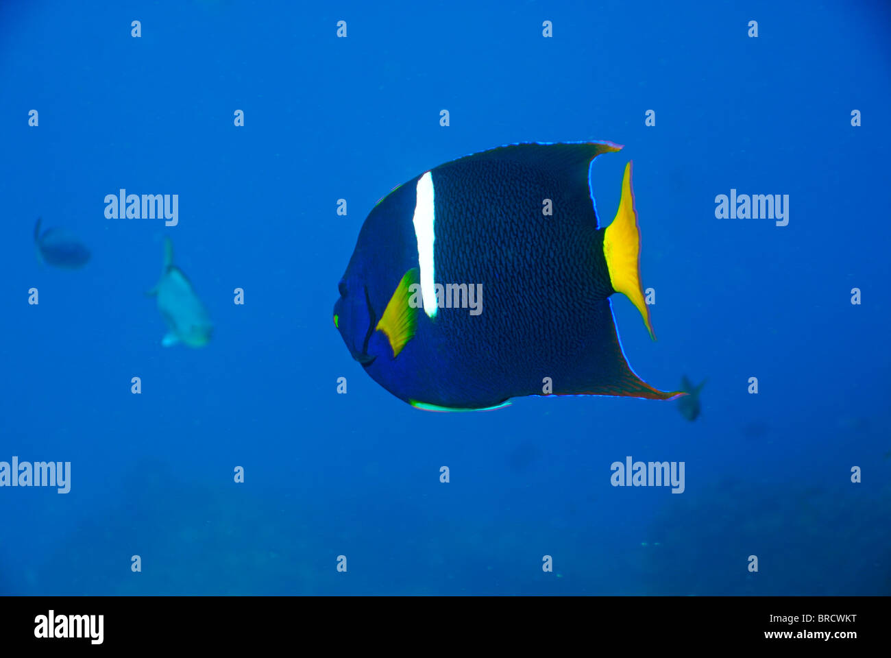 King Angelfish - Holocanthus passer - fish underwater view, Ecuador - Galapagos Archipelago Stock Photo