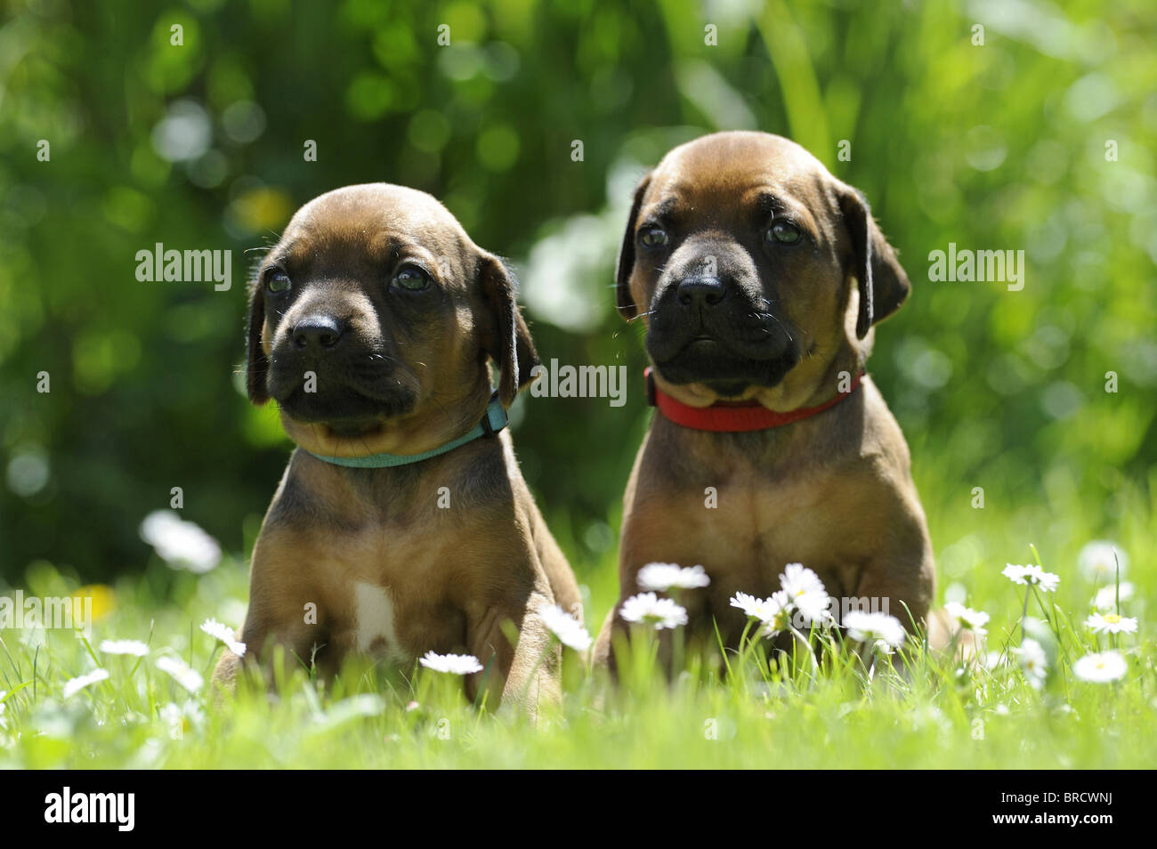 Rhodesian Ridgeback (Canis lupus familiaris). Two puppies sitting in grass. Stock Photo