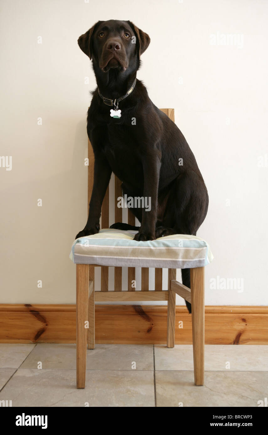 Labrador retriever Chocolate labrador sitting on a chair UK Stock Photo