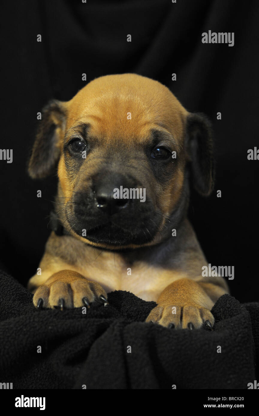 Rhodesian Ridgeback (Canis lupus familiaris). Portrait of puppy seen against a black background. Stock Photo