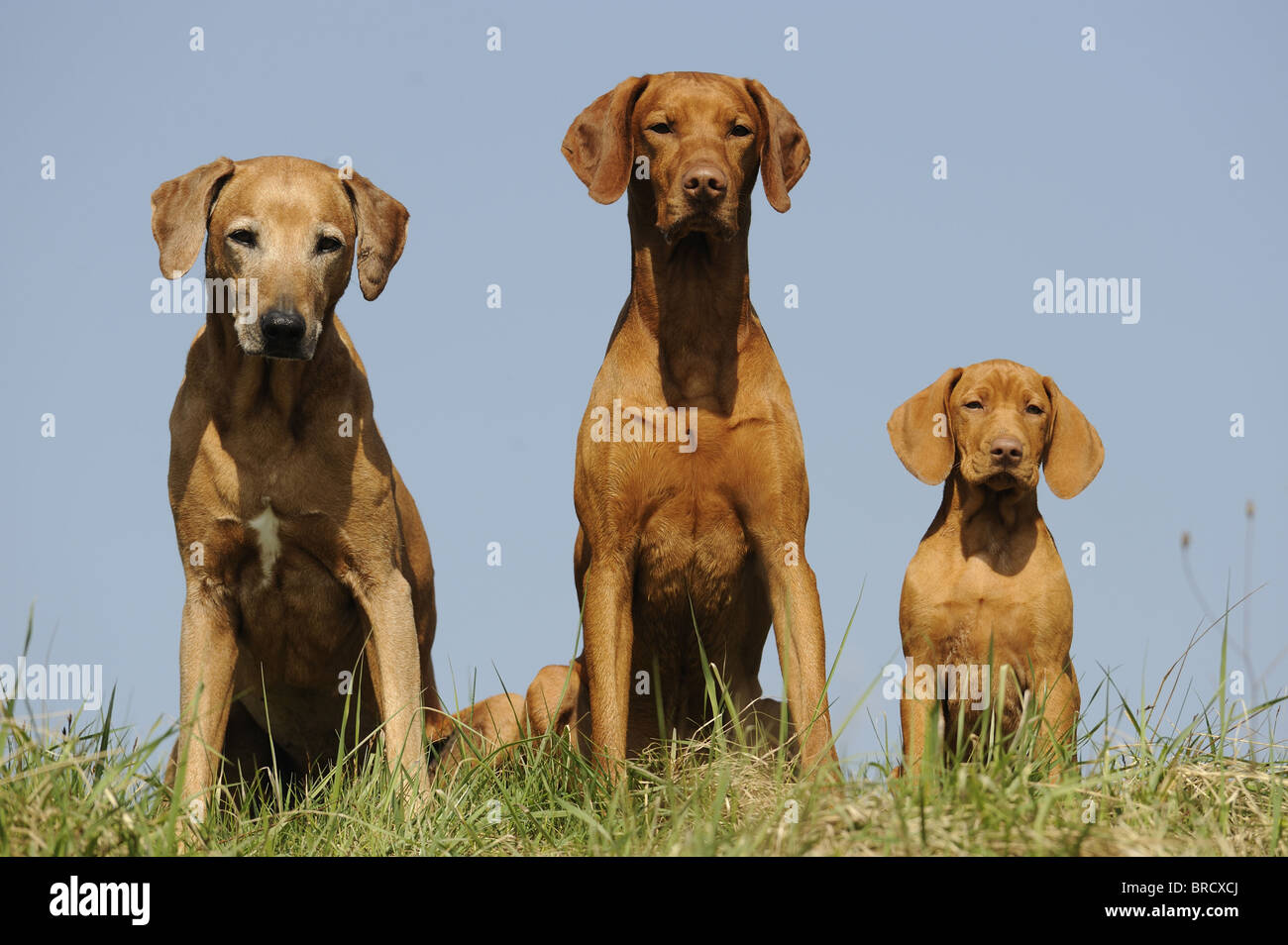 Rhodesian Ridgeback (Canis lupus familiaris). Three dogs of different ages sitting next to each other in grass. Stock Photo
